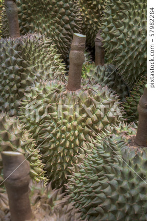 Close up, view of group durian fruits in Thailand. Close up, view of group durian fruits in Thailand. 57982284