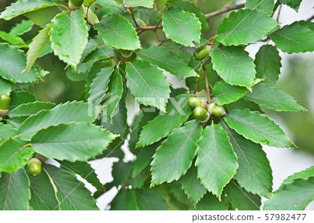 Still green oak fruit (acorn) Still green oak fruit (acorn) 57982477