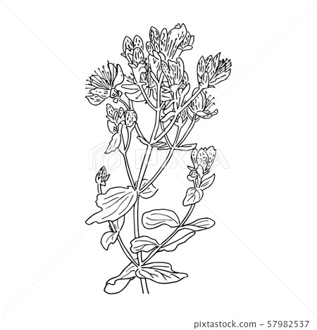 Hypericum perforatum, St. john's worth. Herbal 57982537