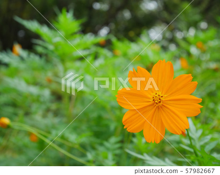 Orange cosmos Orange cosmos 57982667