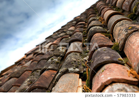 Moss and mold 57983333