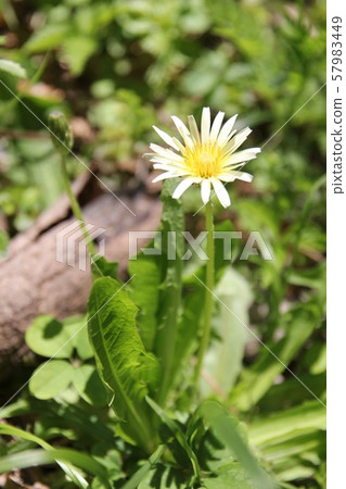 Dandelion 57983449