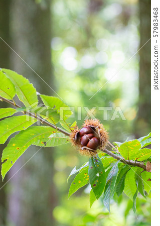 Chestnuts filled with chestnuts Chestnuts filled with chestnuts 57983468