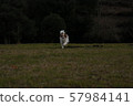 狗在公園跑步 57984141