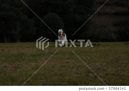 狗在公園跑步 57984141