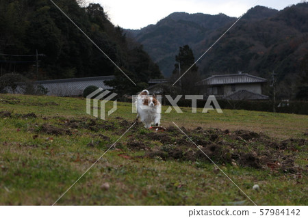 Dog running Dog running 57984142