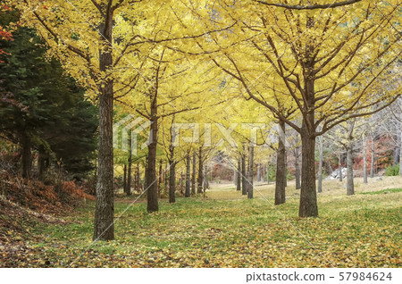 Hongcheon Ginkgo Forest, Hongcheon-gun, Gangwon-do 57984624