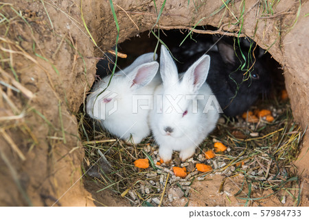 Little rabbits are sitting in a hole Little rabbits are sitting in a hole 57984733