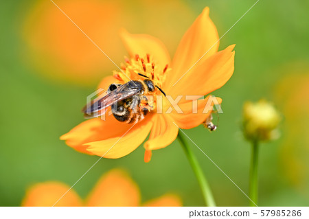 Himehara na gussetti 57985286