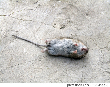 the corpse of a mouse lies on concrete. photo the corpse of a mouse lies on concrete. photo 57985442