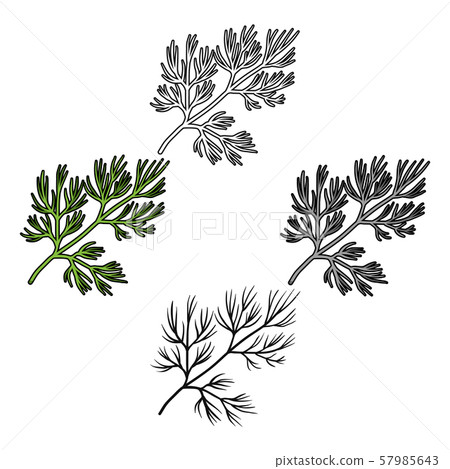 Dill icon in cartoon,black style isolated on white background. Herb an spices symbol stock vector Dill icon in cartoon,black style isolated on white background. Herb an spices symbol stock vector 57985643
