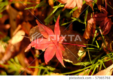 Japanese autumn leaves Aizu Japanese autumn leaves Aizu 57985768
