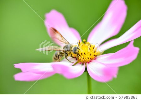 Himehara na gussetti 57985865