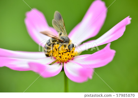 Himehara na gussetti 57985870