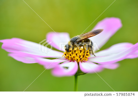 Himehara na gussetti 57985874