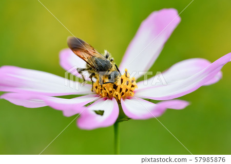 Himehara na gussetti 57985876