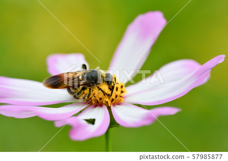 Himehara na gussetti 57985877