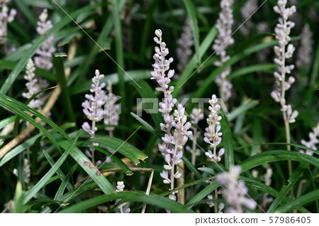 Yaburan Flower Yaburan Flower 57986405