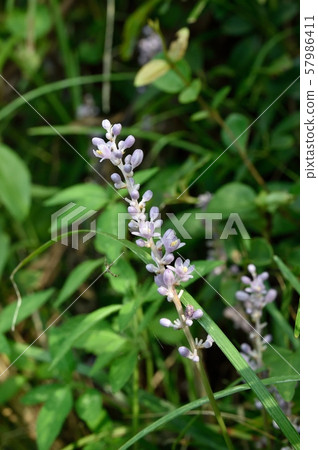 Yaburan Flower Yaburan Flower 57986411