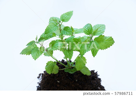 檸檬香脂 檸檬香脂 57986711