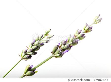 Close-Up Of Lavender Flower Against White Close-Up Of Lavender Flower Against White 57987634