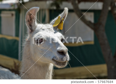 White llama portrait on Corsica island, France. 57987684