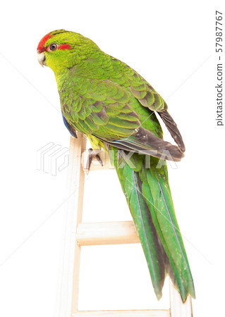 beautiful parrot, bird, beak, animal beautiful parrot, bird, beak, animal 57987767