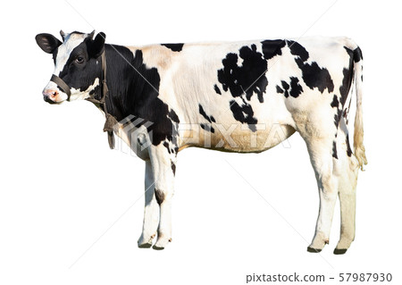 black and white cow on a white background farm animal, beautiful cow 57987930