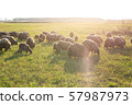 flock of sheep grazes on the field, flock of sheep, beautiful animal, farming 57987973