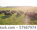 flock of sheep grazes on the field, flock of sheep, beautiful animal, farming 57987974