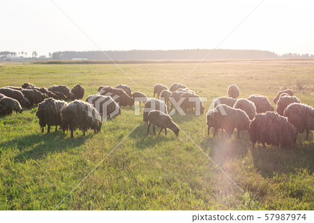 flock of sheep grazes on the field, flock of sheep, beautiful animal, farming 57987974