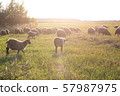 flock of sheep grazes on the field, flock of sheep, beautiful animal, farming 57987975