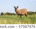 a sheep on a field, a sheep grazes in a meadow, a farm 57987976