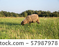 a sheep on a field, a sheep grazes in a meadow, a farm 57987978