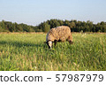 a sheep on a field, a sheep grazes in a meadow, a farm 57987979