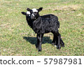 lambs on grass, black lambs, farm 57987981