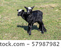 lambs on grass, black lambs, farm 57987982
