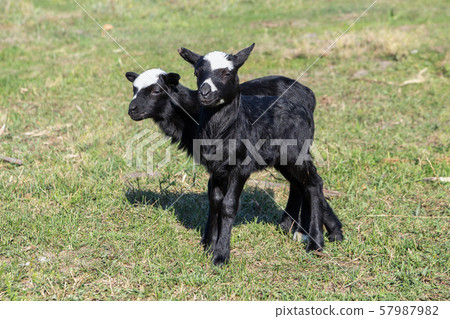 lambs on grass, black lambs, farm 57987982