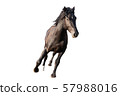 beautiful horse, Ukrainian riding horse, horse carved on a white 57988016