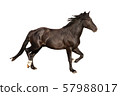 beautiful horse, Ukrainian riding horse, horse carved on a white 57988017