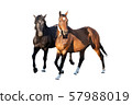 beautiful horses, racehorse, English racehorse, Ukrainian riding 57988019