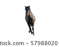 beautiful horse, Ukrainian riding horse, horse carved on a white 57988020