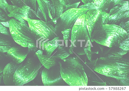 Background of fresh green leaves. Background of fresh green leaves. 57988267