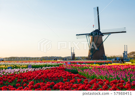 Sakura oldness and open space Tulip and windmill in full bloom (Sakura City, Chiba Prefecture) April 2019 57988451