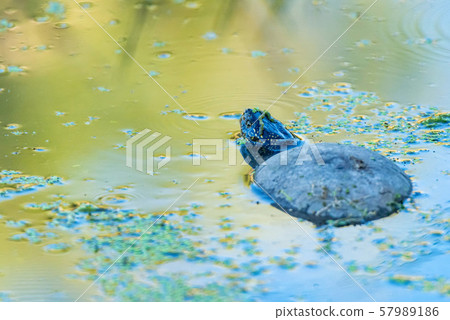European pond turtle or Emys orbicularis in pond 57989186