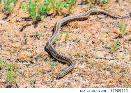 Steppe ratsnake or Elaphe dione on ground 57989255
