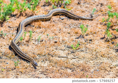 Steppe ratsnake or Elaphe dione on ground Steppe ratsnake or Elaphe dione on ground 57989257