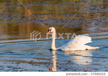 Young mute swan or Cygnus olor floats on water 57989329