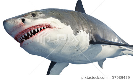 White shark marine predator big 57989459