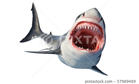 White shark marine big predator 57989489